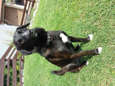 Bild zu Kann mir jemand Rat geben?! Hundebetreuung - Haustiere