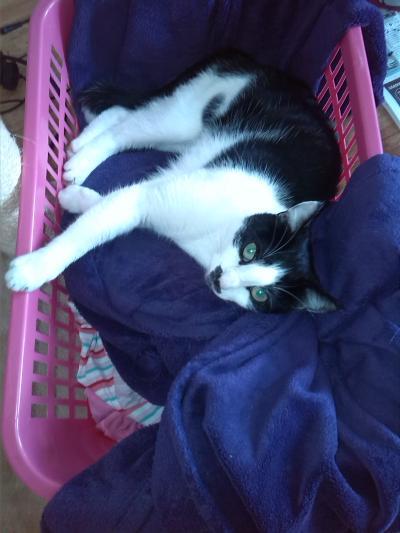 Bild zu Meine Patientin - Haustiere