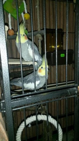 Bild zu Nymphensittiche wer kennt sich aus? - Haustiere