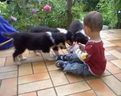 Bild zu dritte runde colliewelpen hier im forum - Haustiere