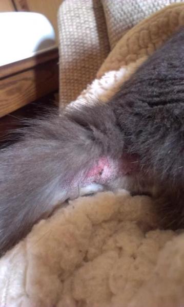 Bild zu so,endlich Bild - Haustiere