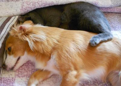 Bild zu Wollte ich euch mal zeigen - Haustiere