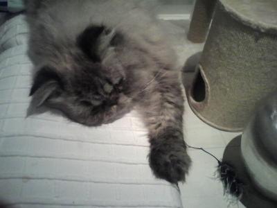 Bild zu 48 Stunden zu Hause - Haustiere