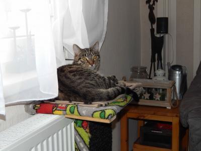 Bild zu Gar keinen... - Haustiere