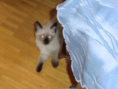 Bild zu Wer möchte noch 2 Katzen haben? - Haustiere