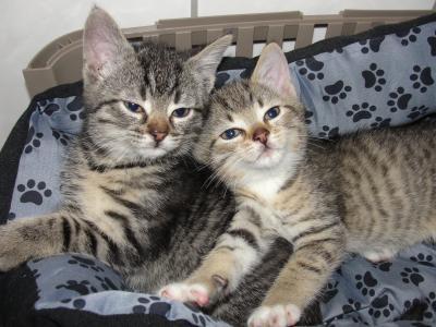 Bild zu Meine beiden Katerchen - Haustiere