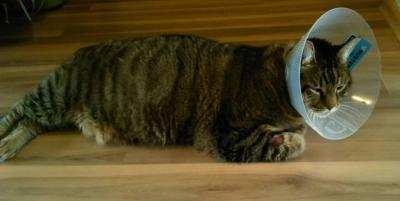 Bild zu Juhu - Haustiere