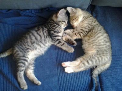 Bild zu Muss euch nochmal meine kleinen Plüschknäuel zeigen... - Haustiere