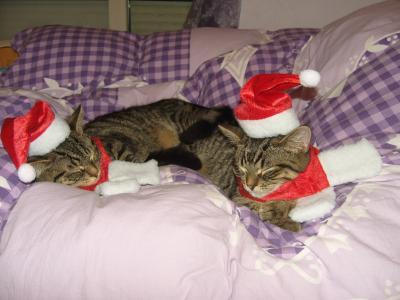 Bild zu Unsere Weihnachtstiger................... - Haustiere