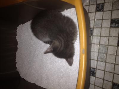 Bild zu Meine beiden + Namen - Haustiere