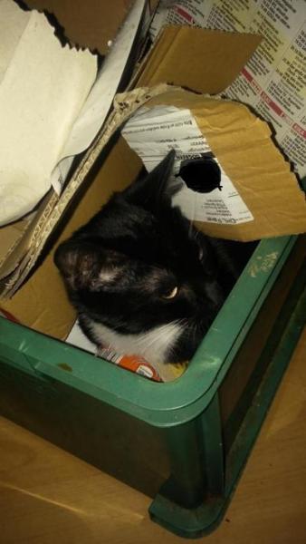 Bild zu Lieblingsschlafplatz meines Katerchens - Haustiere