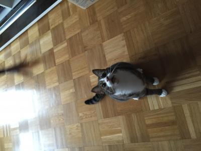 Bild zu Unzufriedene Katze vorerst wieder glücklich:-) @miebop - Haustiere