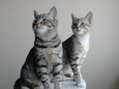 Bild zu Meine 2 Süßen... - Haustiere