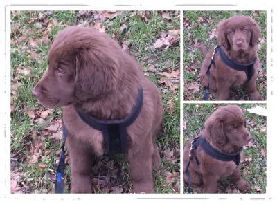 Bild zu Schlafupdate und Bildchen :-) - Haustiere