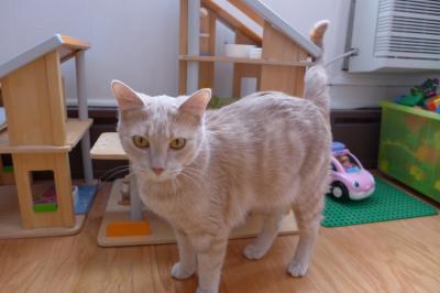 Bild zu Schneller als gedacht - Haustiere