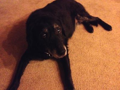 Bild zu Es ist vorbei - Haustiere