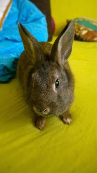 Bild zu Heute... - Haustiere