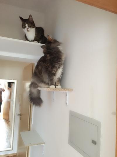 Bild zu Catwalk Teil 2 :-) - Haustiere