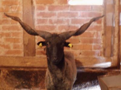 Bild zu Ich möchte euch mal unsere Schafe zeigen - Haustiere