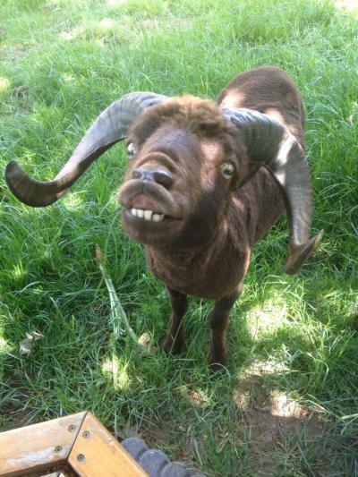 Bild zu In Anlehnung an das Schafposting... - Haustiere