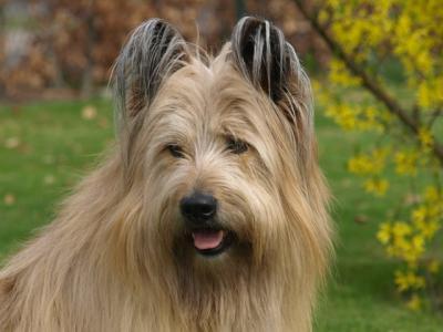 Bild zu Vielen Daumen werden gebraucht - Haustiere