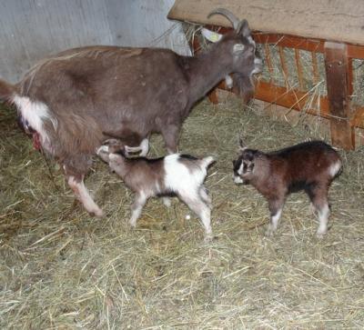 Bild zu unser Ziegen Nachwuchs ist da - Haustiere