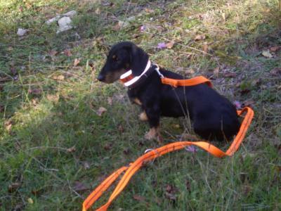 Bild zu Unsere Ally ist über die Regenbogenbrücke gegangen. - Haustiere