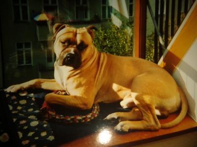 Bild zu Zu den Sternen gereist.... - Haustiere