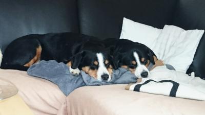 Bild zu Grrrrrr Haare - Haustiere