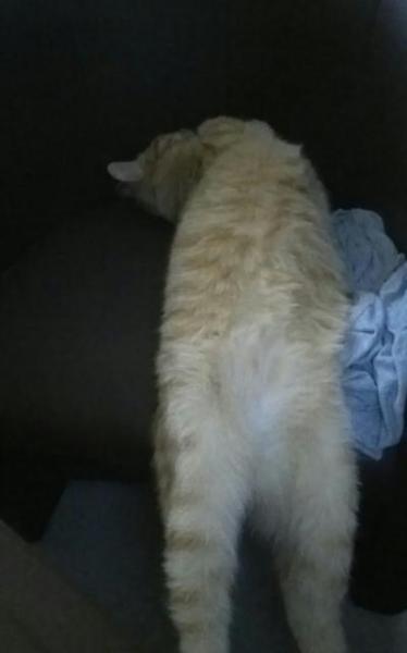 Bild zu Machen das eure Katzen auch - Haustiere