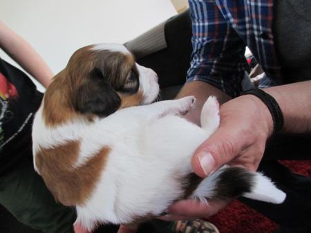 Bild zu Das wird unser neues Familienmitglied :-) - Haustiere