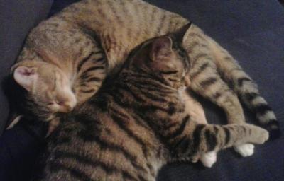 Bild zu Einfach mal so... meine Tiger... - Haustiere