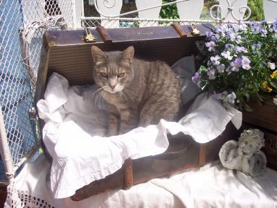 Bild zu Fino ist gegangen ;-(( - Haustiere