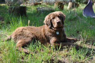 Bild zu Hündin vor erster Läufigkeit kastrieren oder danach ? - Haustiere