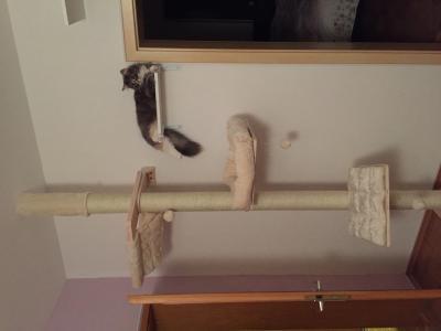 Bild zu @miebop ich wollte dir unseren neuen Kratzbaum zeigen:-) - Haustiere