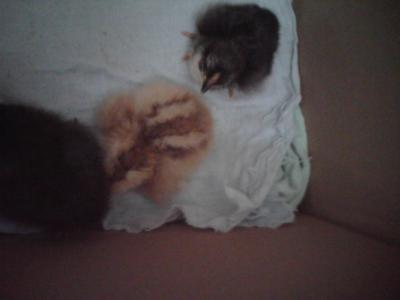 Bild zu Dieses mal hat es geklappt, - Haustiere