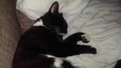 Bild zu @miebop - Haustiere