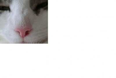 Bild zu gerötete Nase - Haustiere