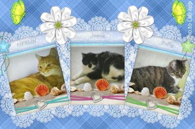 Bild zu Nachtwölfin - Haustiere