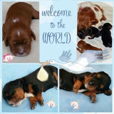 Bild zu wollte mal unsere Welpen zeigen 😍😍😍 Cavalier King Charles Spaniel - Haustiere