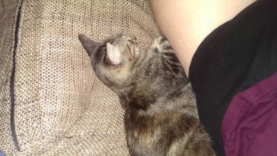 Bild zu Unsere Spanier machen sich grossartig + Frage zweck Freigang - Haustiere