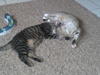 Bild zu Meine Kater(chen) - Haustiere