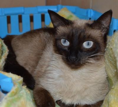 Bild zu Hi ihr Lieben - Haustiere