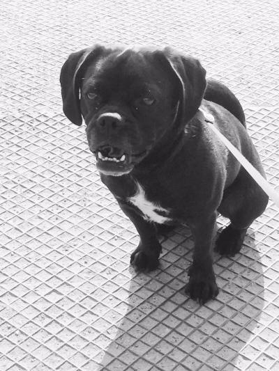 Bild zu Extrem trockene Haut - Haustiere