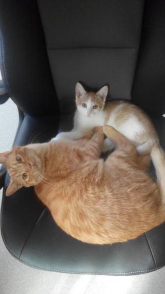 Bild zu Darf ich vorstellen unser Neuzugang. Katerchen Jamiro - Haustiere