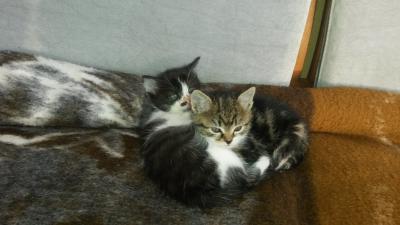 Bild zu Kater giftet Baby-Katzen an.... - Haustiere