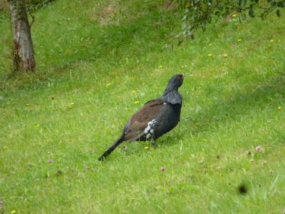 Bild zu schlauer Auerhahn- ok, eigentlich falsches Forum aber es gibt kein Wildtierforum - Haustiere