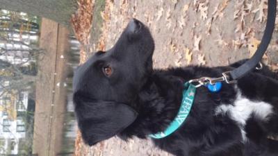 Bild zu Hund zieht nächste Woche bei uns ein - Haustiere