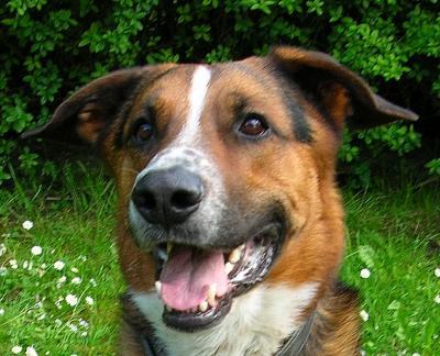 Bild zu Unser Hund ist heute gestorben - Haustiere