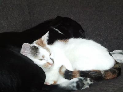 Bild zu Neurologie Katze - Haustiere